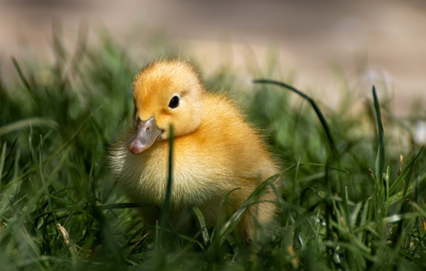 Маленький желтый утенок в зеленой траве 