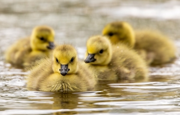 Маленькие желтые гусята в воде 