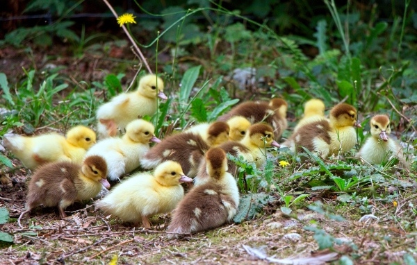 Много маленьких милых утят