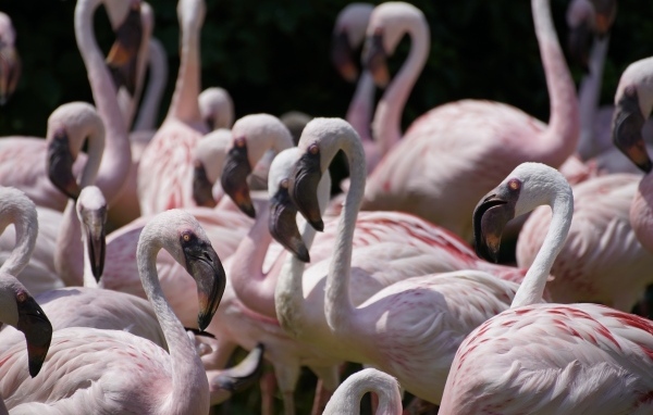 Много птиц розовый фламинго крупным планом