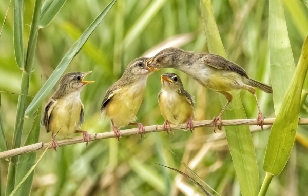 Мама кормит птенцов в камышах