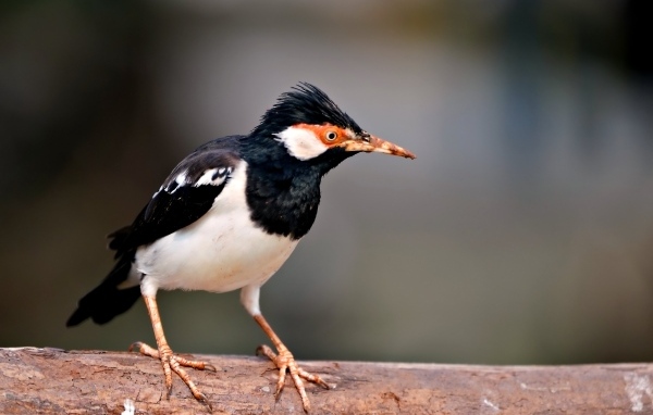 Птица Майна сидит на ветке 