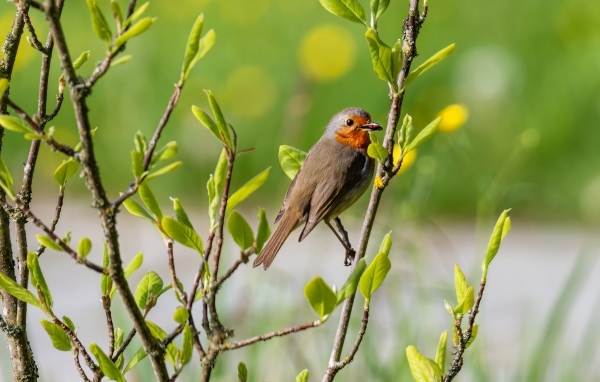Птица иволга сидит в ветках дерева