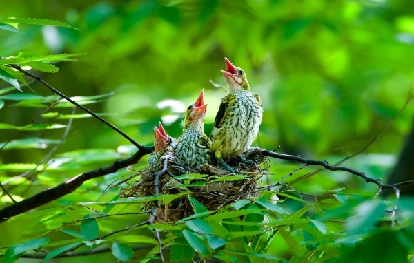 Птенцы иволги в гнезде