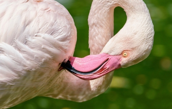 Розовый фламинго чистит перья клювом