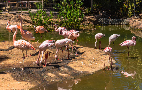 Розовые фламинго в зоопарке у пруда