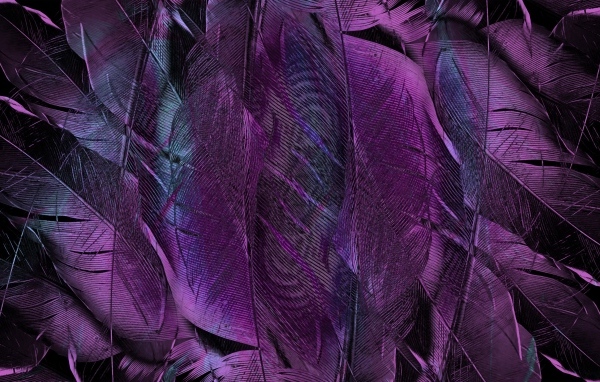 Фиолетовые перья птицы крупным планом