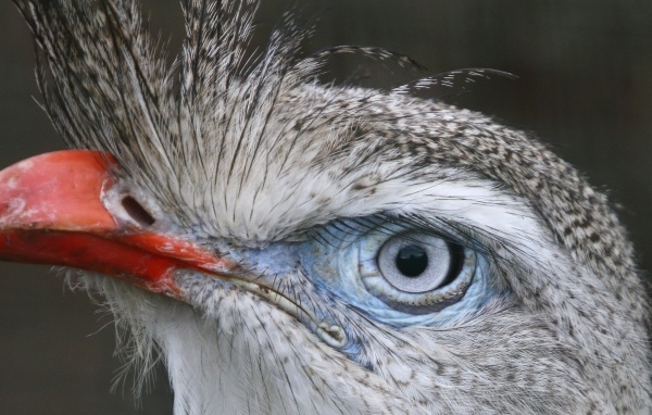 Хохлатая кариама с красным клювом