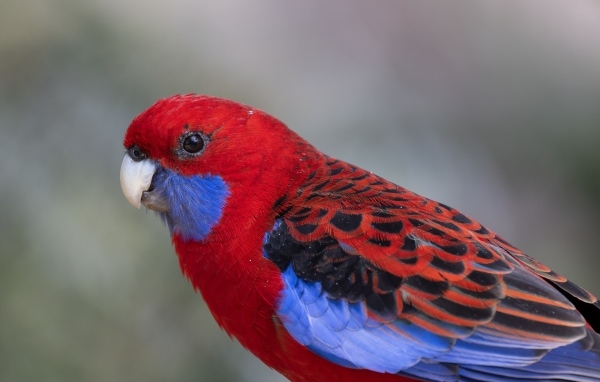 Разноцветный попугай розелла