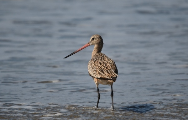 Птица кулик охотится  в воде