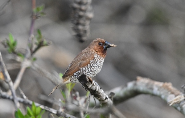 Птица чешуйчатая муниа сидит на ветке