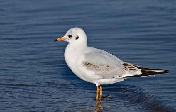 Чайка стоит в воде
