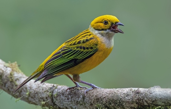 Серебряногорлая танагра сидит на ветке