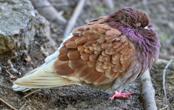 Спящий голубь на земле