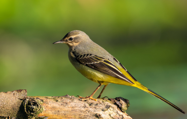 Маленькая птица Горная трясогузка сидит на сухом дереве