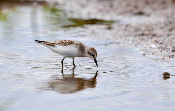 Маленький серый кулик в воде