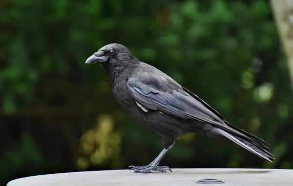 Умный черный ворон