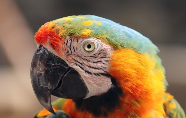 Голова большого разноцветного попугая ара