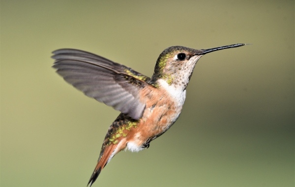 Маленькая птичка колибри расправила крылья