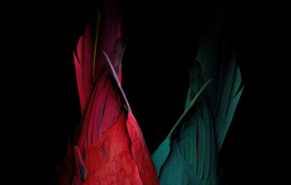 Хвост красного и зеленого попугая на черном фоне