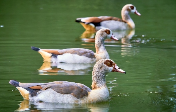 Три утки плавают в пруду