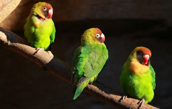 Три зеленых попугая на ветках