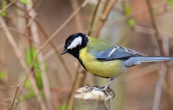 Синица на  ветке крупным планом