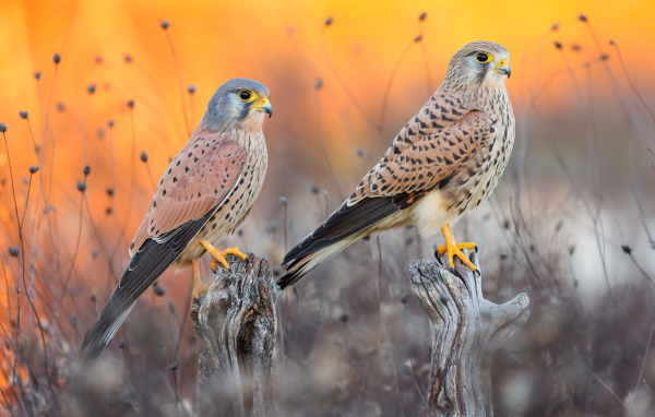 Два красивых сокола на охоте