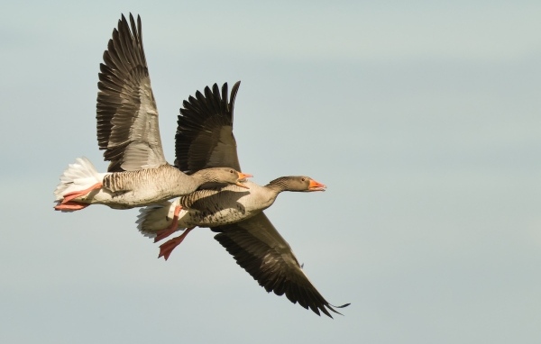 Два больших серых гуся летят в небе