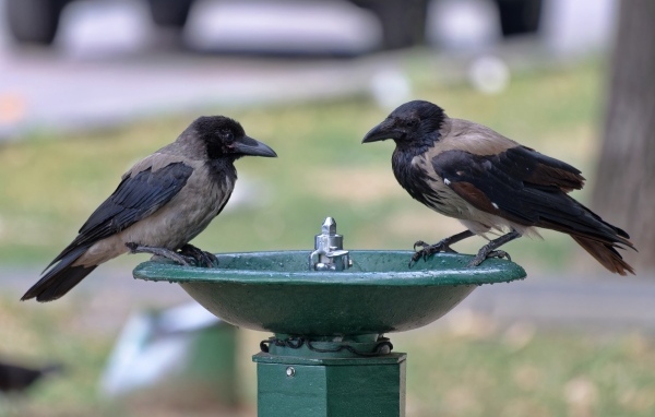 Две вороны у водопоя