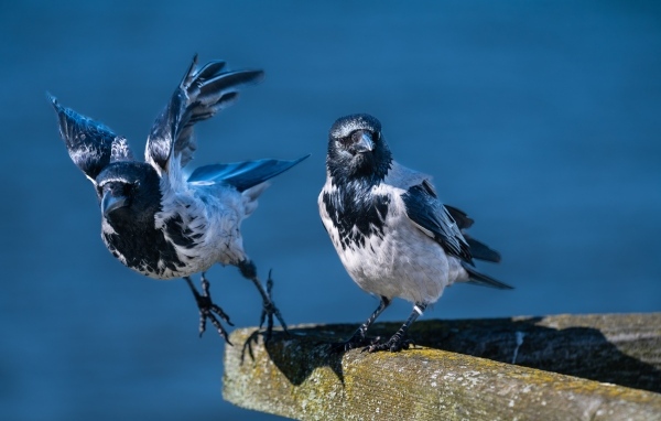 Две вороны готовятся взлететь