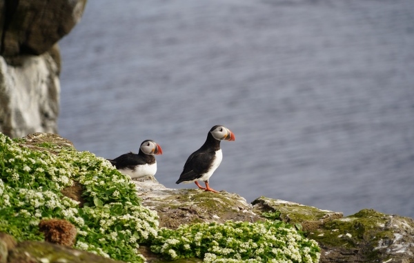 Два тупика стоят на скале у моря