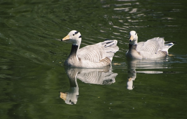 Два гуся плавают в воде