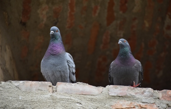 Два серых голубя под крышей