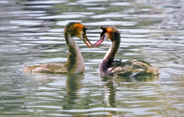 Две птицы поганки в воде