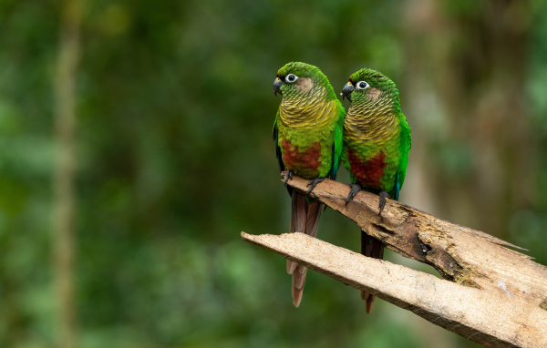Два зеленых попугая сидят на ветке