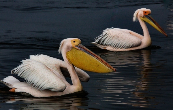 Два больших пеликана плавают в воде