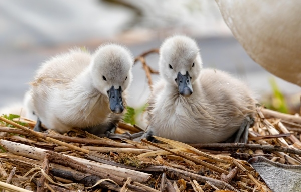 Два маленьких птенца лебедя в гнезде