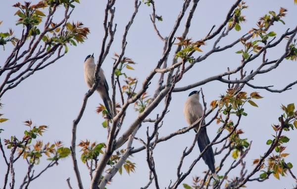 Две сороки сидят на ветках дерева 