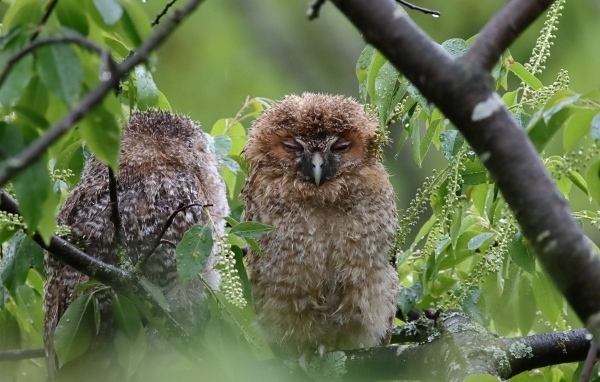 Две совы спят на ветке дерева