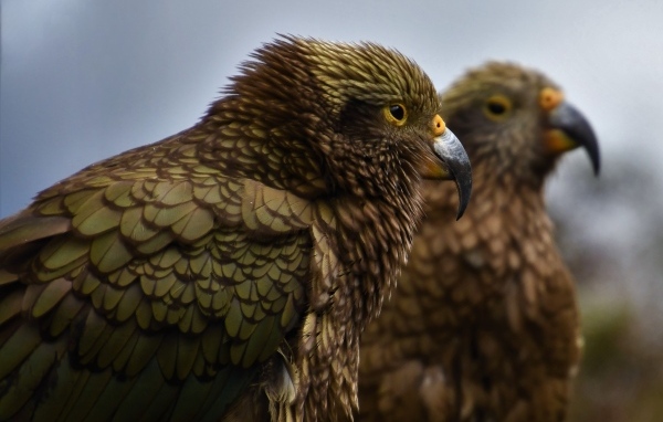 Два попугая с острым клювом крупным планом