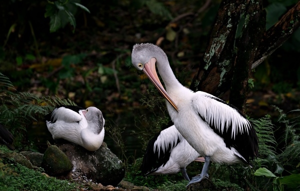 Два пеликана чистят перья