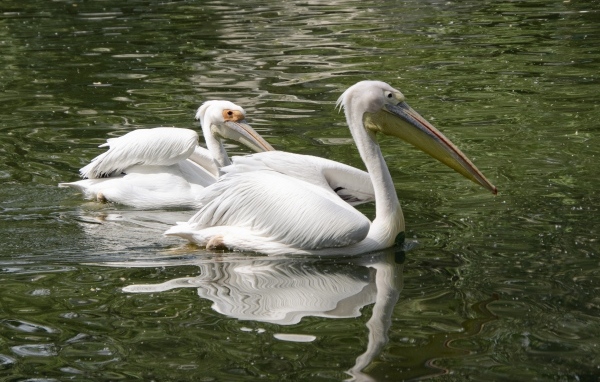 Два пеликана плавают в воде