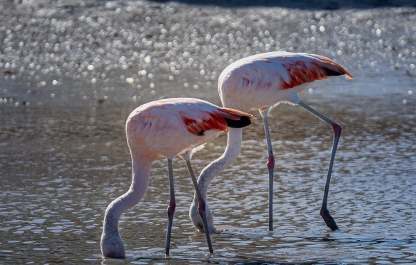 Два розовых фламинго в воде