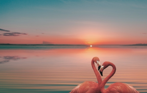 Два розовых фламинго в воде на закате солнца