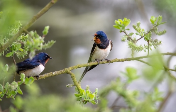Две ласточки сидят на ветке дерева