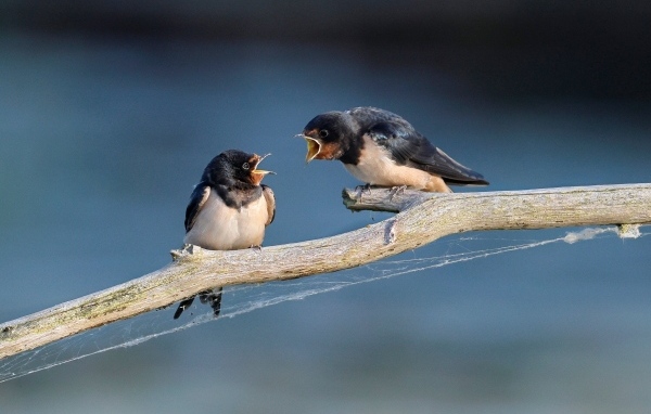 Два стрижа ссорятся на ветке