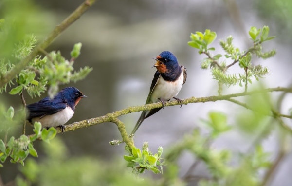 Два стрижа сидят на ветке дерева