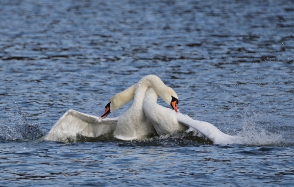 Два белых лебедя обнимаются в воде