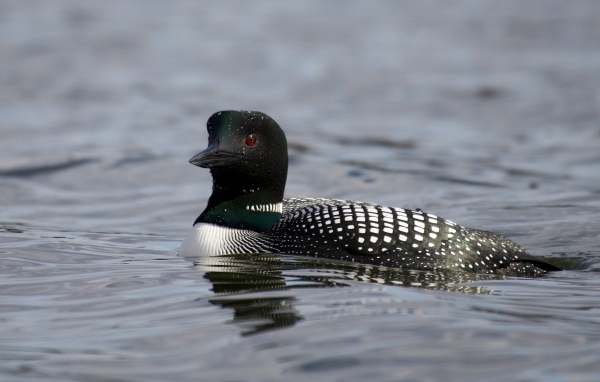 Водоплавающая птица гагара в воде
